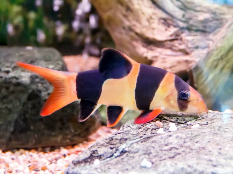Öves díszcsík (Chromobotia macracanthus)