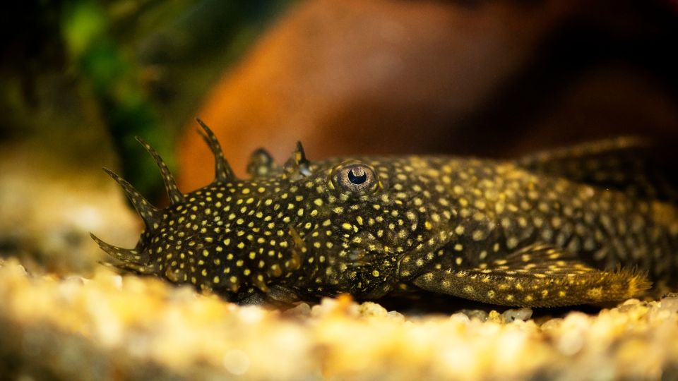 Ancistrus