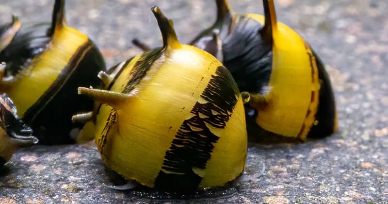 Sárgaöves Süncsiga (Clithon corona)