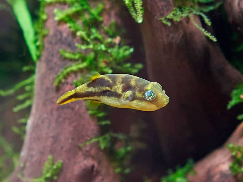 Carinotetraodon travancoricus - Törpe gömbhal