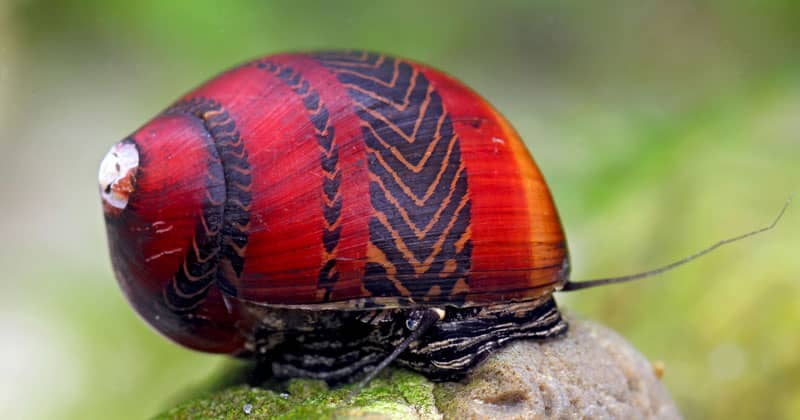 Verseny csiga (Vittina waigiensis)